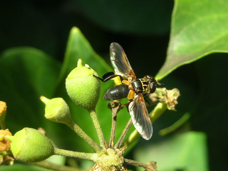 Trichopoda pictipennis (Tachinidae)